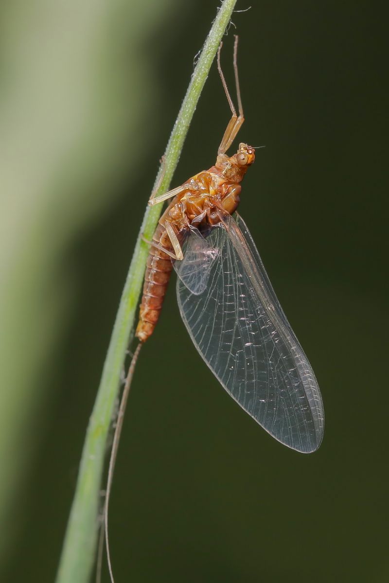 Baetidae - Baetis sp. ? Serratella ignita